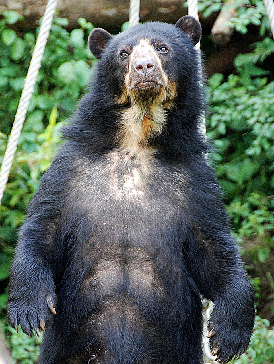 bear-1643378_1280